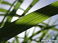 Guy Fanguy - Artist - Photographer - Guy Fanguy - Sugar Cane Farming - Louisiana (20).jpg Size: 40917 - 13